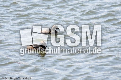 Ohrentaucher (1 von 10).jpg